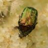 Cetonia aurata - Rosenkäfer 2024 a