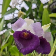 purple orchid.jpeg