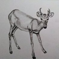 deer 1.jpeg