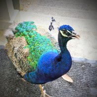 Mr Peacock Wants Breakfast.jpg
