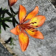 Lilium Bulbiferum.jpg
