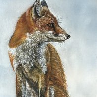 Wild Fox in Profile.jpg