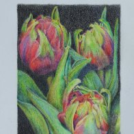 A tulip bunch drawing with copyright.jpg