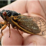 Cicada Bug 1.jpg