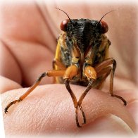 Cicada Bug 2.jpg