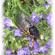 Cicada Bug 3.jpg