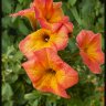 Petunias