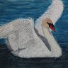 Swan