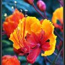 Mexican Bird of Paradise