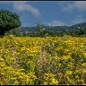 field of ragwort flowers.