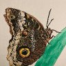 forest owl butterfly