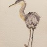 young heron 