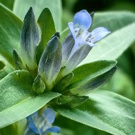 Cross Gentian.jpg