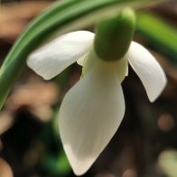 Snowdrop Close-up.jpg