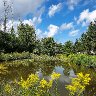 Goldenrod Season