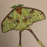 African moon moth