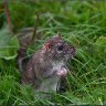A friendly wild rat.