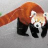 Red Panda