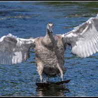 Cygnet landing 2 halved..jpg