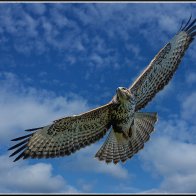 Flying buzzard 3.jpg