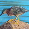 Little Green Heron