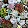 Succulents 