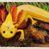 Scott’s Axolotl