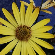 African Daisies.jpg