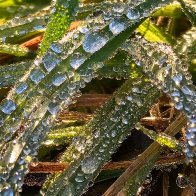 Grass Studded With Pearls res.jpg