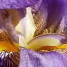 Iris Close-up