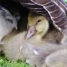 Gosling under mother's wing