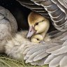 Goslings under mother's wing-reference photo for artwork