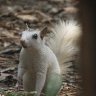 White squirrel looking curious 