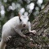 White squirrel on a tree branch