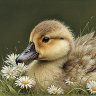 Gosling with daisies-reference photo for Artwork