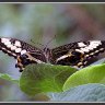 Nature's Symmetry - Swallowtail