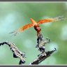 Nature's Symmetry - Flame Darter