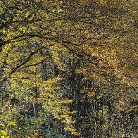 Autumn Forest Canopy res.jpg