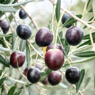 Olive, Mediterranean Gold.jpg