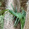 Palm Growing Out Of The Cypress Tree