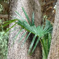 Palm Growing Out Of The Cypress Tree res.jpg