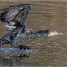 Cormorant take-off 1.