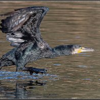 Cormorant take off 10.jpg