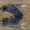 Cormorant take-off 2.