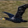 Flying cormorant.