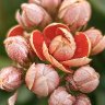 Kalanchoe Buds Opening