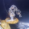 Pacific Sea Nettle