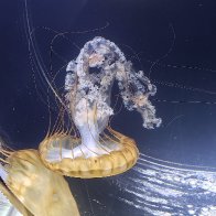 Pacific Sea Nettle.jpg