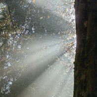 Sun Rays Piercing The Fog res.jpg