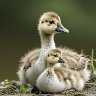 Goslings - Reference photo for artwork